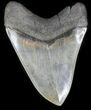Large, Serrated Megalodon Tooth - South Carolina #31599-2